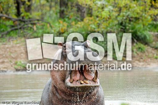 Flusspferd (74 von 104).jpg